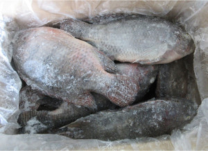 Tilapia Carton