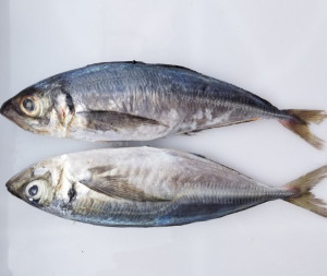 Kote 1kg