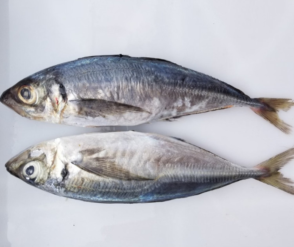 Kote 1kg